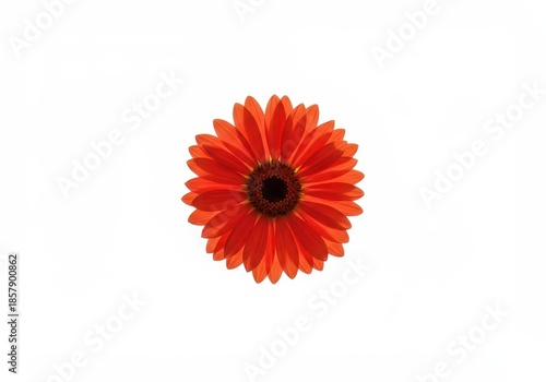 Vibrant scarlet blossom centered against a pure, bright, isolated white backdrop, highlighting contrast and simplicity ,graphic, foreground, white background