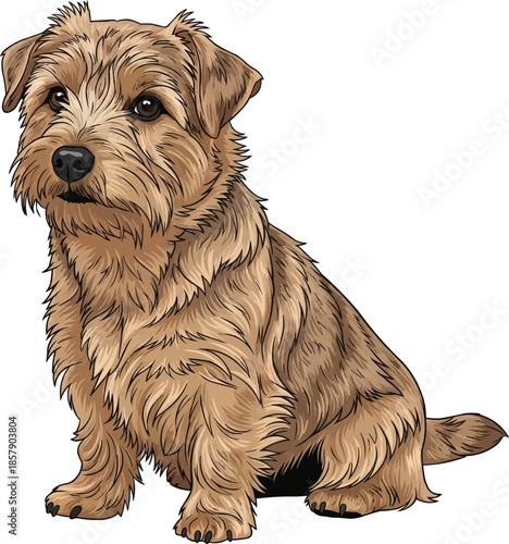 Norfolk Terrier dog sitting attentive looking away cute pose