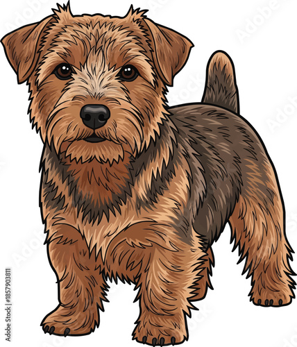Norfolk Terrier dog standing alert focused attentive front view
