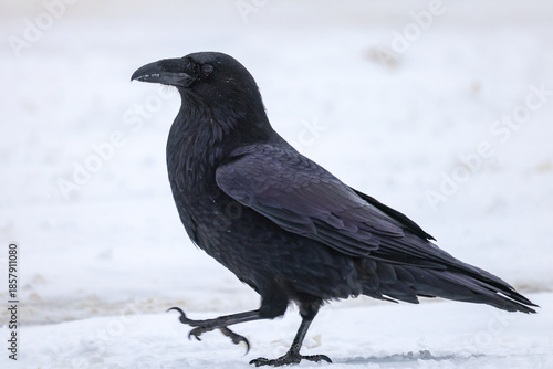 A Common Raven on snow