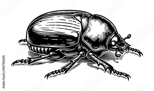 Beetle in vintage line art style