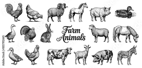 Farm animals collection in vintage line art