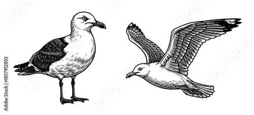 Seagull standing and flying in line art style