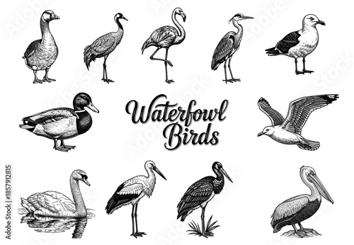 Collection of waterfowl birds in line art style