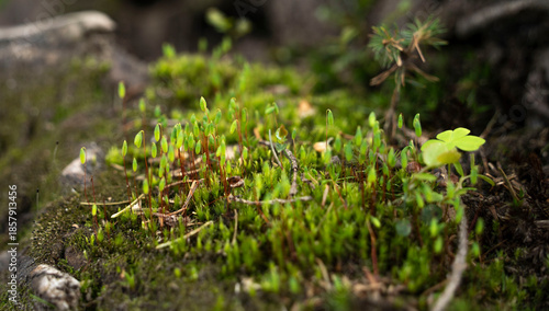 Close-up of Vibrant Green Moss growing in a Forest Environment