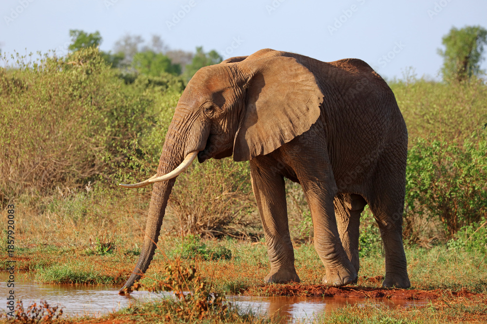 Obraz premium Elephant drinking at a watering hole in Tsavo National Park, Kenya