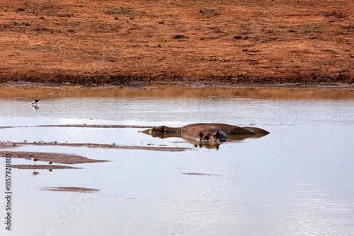Hippopotamus in Tsavo National Park in Kenya