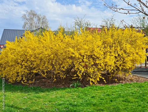 Forsythia blooms beautifully with bright yellow flowers on warm spring days