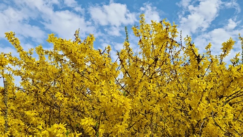 Fotografie Forsythia blooms beautifully with bright yellow flowers on warm spring days