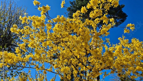 Forsythia blooms beautifully with bright yellow flowers on warm spring days