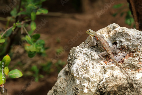 Red-headed Rock Agama (Agama agama) female near Diani beach near Mombasa, Kenya