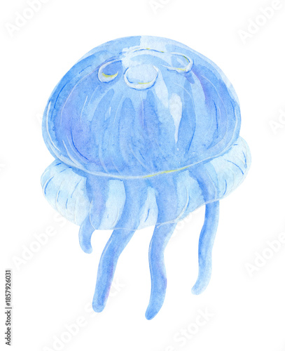 Watercolor illustration of jellyfish on white background. Undersea life, sea animal.