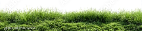 Lush green grass and clovers against a white background, ground-level shot