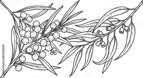 Golden wattle and eucalyptus branch vector illustration