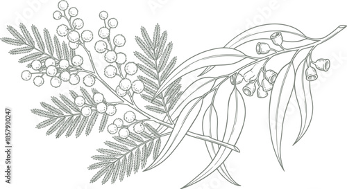 Golden wattle and eucalyptus branch vector illustration