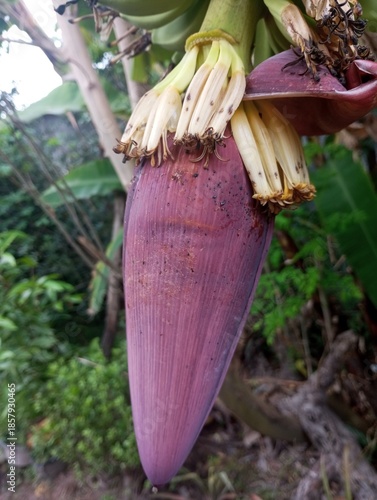 The banana tree is starting to bear fruit