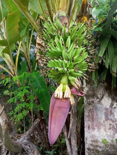 The banana tree is starting to bear fruit