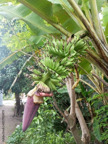 The banana tree is starting to bear fruit