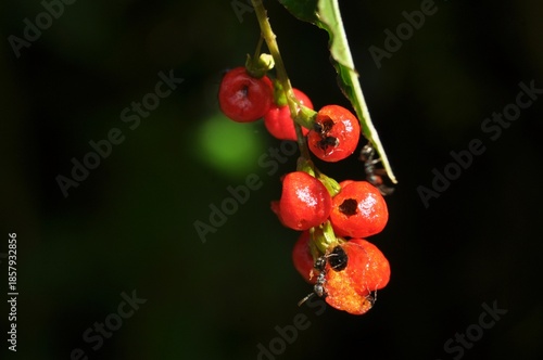 Bright Red Wild Berries Hanging on a Forest Plant Stem