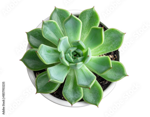 Top-down view of a symmetrical, green succulent plant in a white pot against a black backdrop