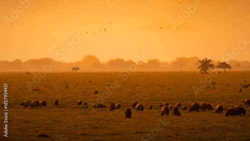 Capybaras grazing at sunset in Casanare, Colombia