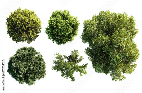 Five green treetop foliage clusters against a stark white background, view from above