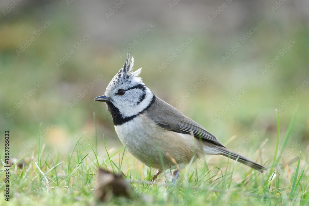 Obraz premium Crested Tit (Lophophanes cristatus) on the ground – common bird in the Czech Republic