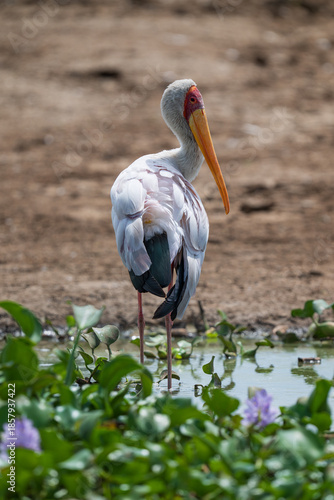 Yellow Billed Stork in Uganda standing in water near shore on the Nile river 