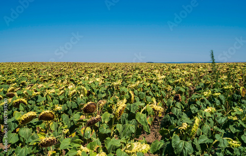 End-of-Season Sunflower Field under Clear Sky