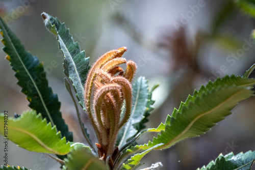 Serrated Banksia 