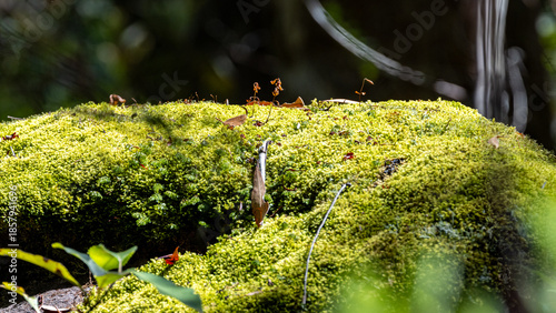 close up of moss