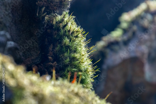 close up of moss