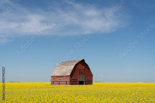 Abandoned barn is a canola field