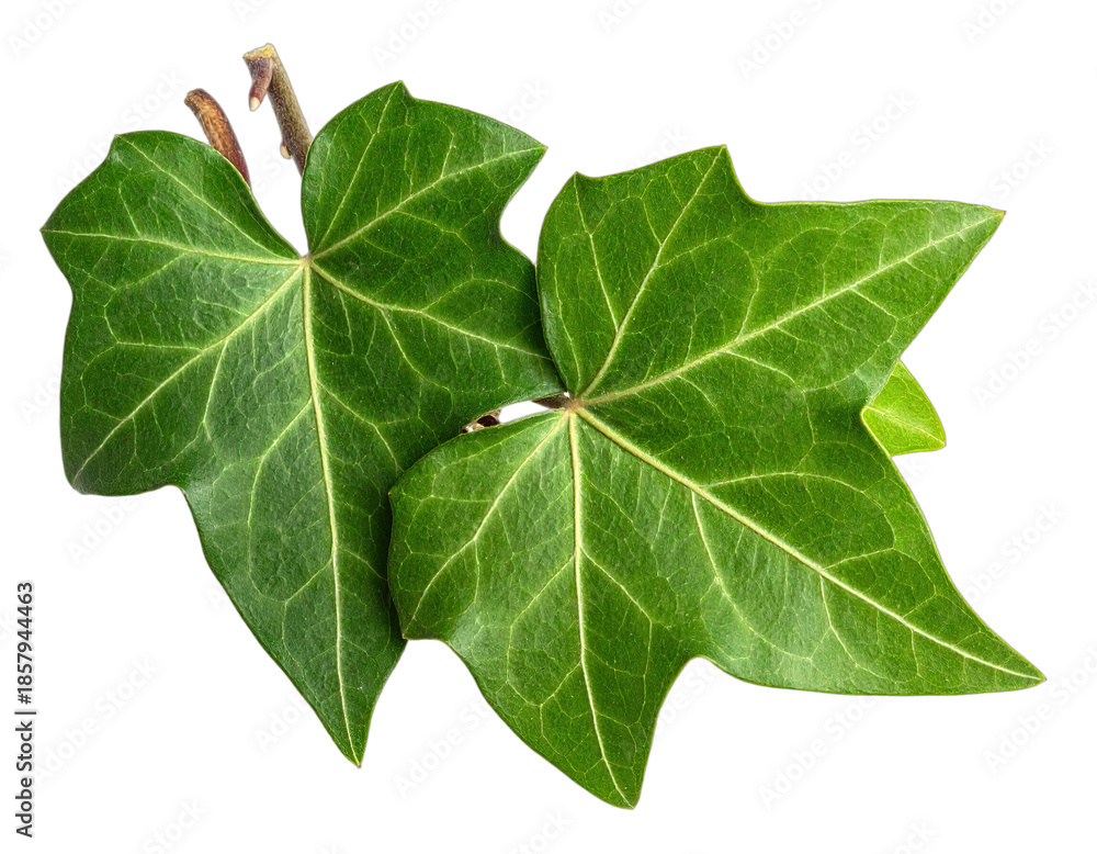 Fototapeta premium Close-up of green, multi-lobed leaves with intricate veins, isolated on a black background