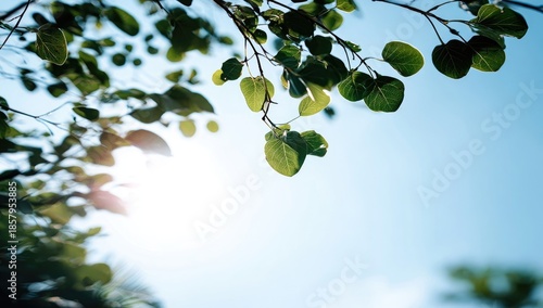 Sunlight filters through vibrant green leaves against a clear sky
