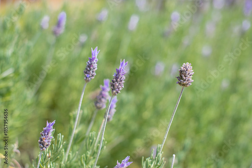 lavender field in provence