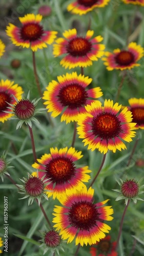 Vivid Yellow and Red Flower Blooming in Garden Close-up with Natural Lighting