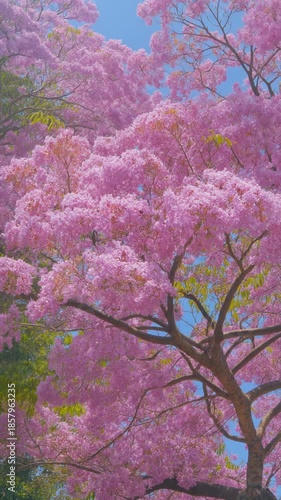 Blooming Pink Cherry Blossom Tree in Full Flowering with Blue Sky Backdrop
