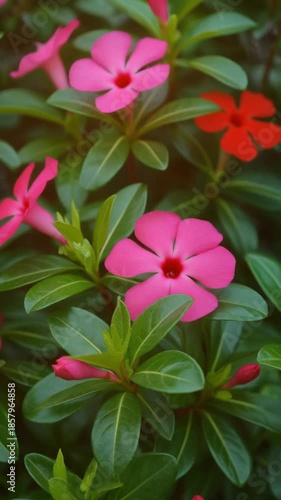 Closeup of Bright Pink and Red Flowers Blooming on Green Foliage in Natural Light