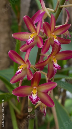 Closeup of vibrant pink and yellow orchid flowers blooming on a green stem in natural daylight