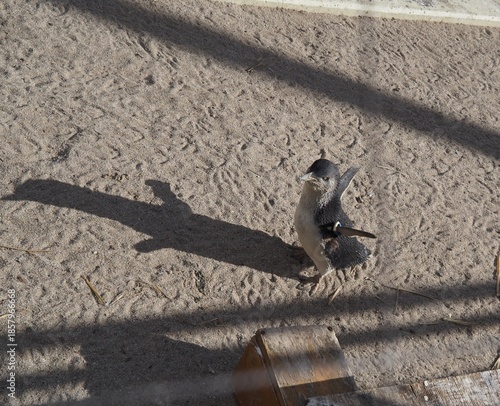 コガタペンギン