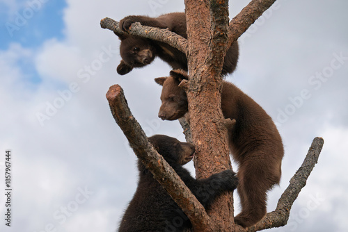 Three cub bears on tree