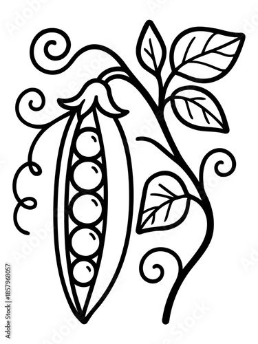 Pea Pod Art: This artistic image highlights a pea pod in intricate detail, showcasing its natural beauty and the delicate arrangement of the peas inside. A stylized floral composition
