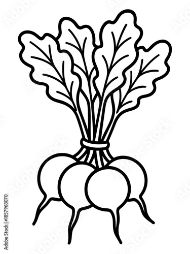 Bunch of Radishes Illustration: A detailed line drawing showcases a freshly harvested bunch of radishes, complete with their vibrant leaves and earthy roots.