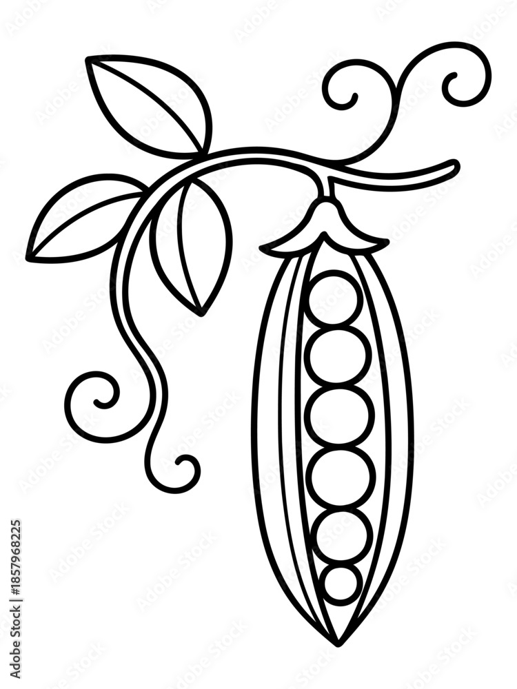Naklejka premium Fresh Peas in Pod: A detailed, monochromatic illustration showcases a pea pod, its fresh peas perfectly aligned, attached to a delicate vine.