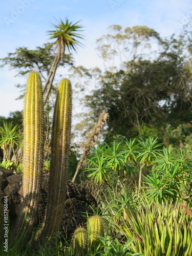 Cactus et végétation exotique dans un jardin urbain en Californie, San Francisco