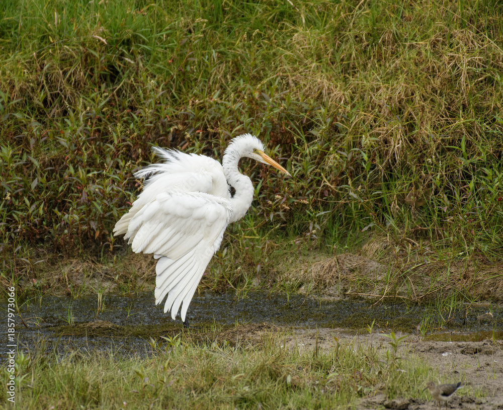 Fototapeta premium great egret, ardea alba great white bird