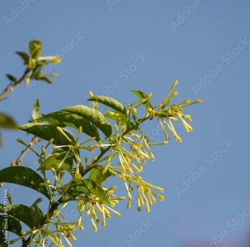 Cestrum yellow flowers