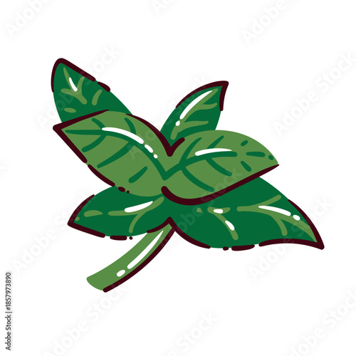 Mint leaves with rich green color and textured foliage. Aromatic herb commonly used in tea and cooking, shown in doodle style. Clean vector illustration.
