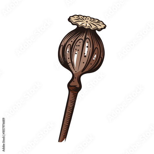 Poppy seed pod engraved botanical element with textured capsule and slender stem in hand colored engraving style. Vintage botanical engraving with detailed linework. Vector illustration.